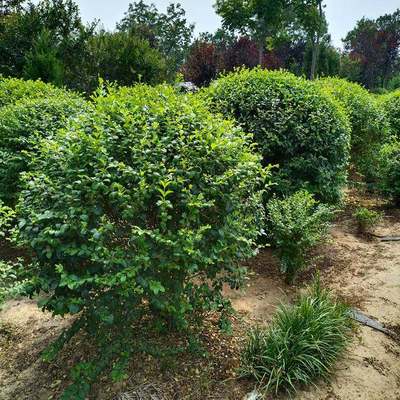 小叶女贞球 园林绿化与庭院工程的优选苗木