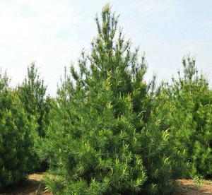 碧林蓝田，绿意标杆——2.5米一级白皮松，园林绿化工程的卓越选择