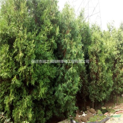 产地刺柏供应，规格齐全，量大从优，助力园林绿化工程