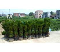 广州骏勤园林绿化工程 匠心打造城市生态绿洲