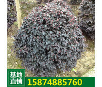 绿化工程苗木 园林绿化工程的基石与艺术