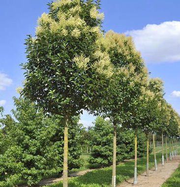 大叶女贞 城市园林绿化工程中的优选高杆行道树