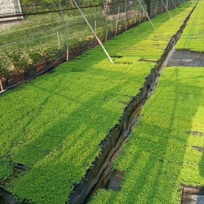 金莎蔓伏胁花 园林绿化中的多面手